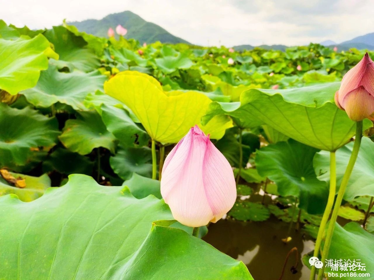 浦城县莲塘镇山桥村十里莲塘景区