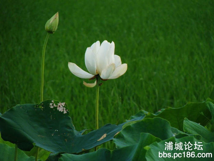 白莲花.jpg