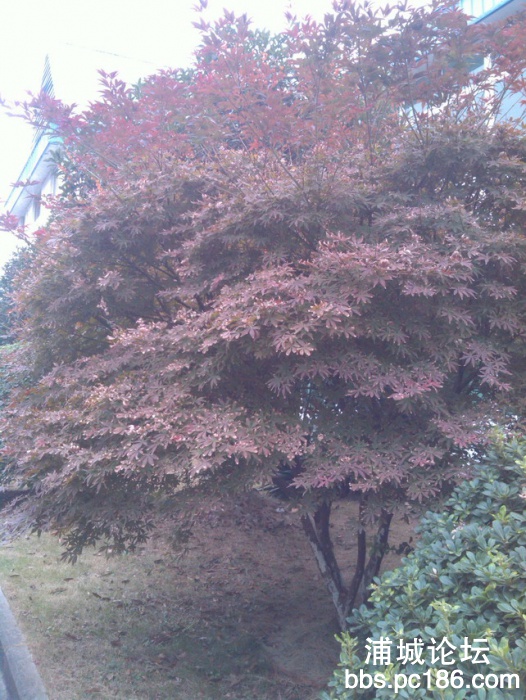 IMG_20131101_155523.jpg