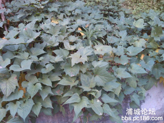 IMG_20131101_161135.jpg