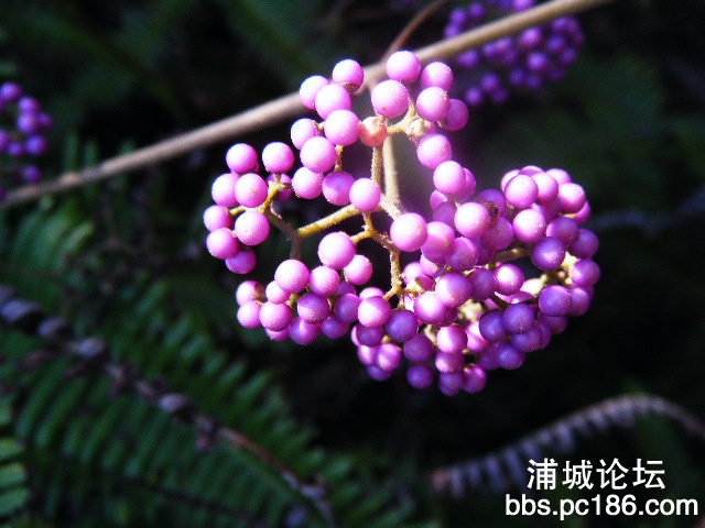 照片 493.jpg