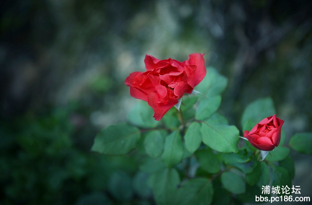 DSC_3756.jpg