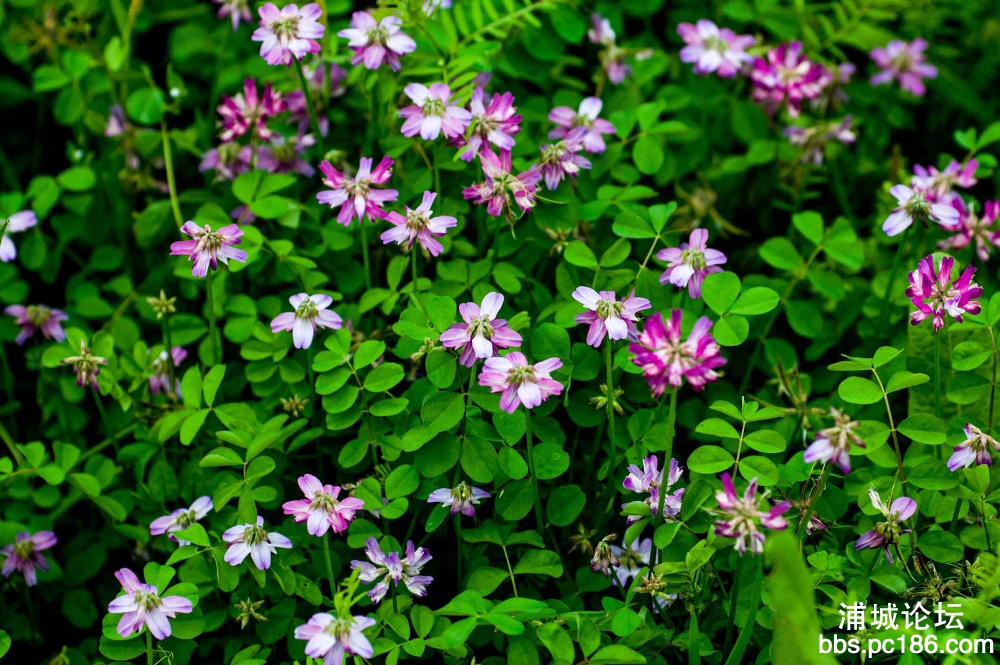 DSC_8951.jpg