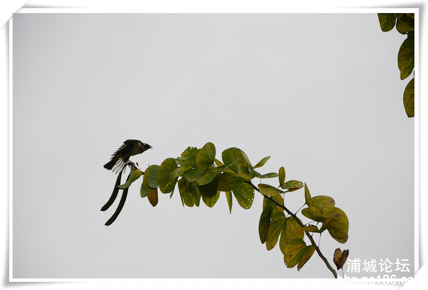 DSC_0321_副本.jpg