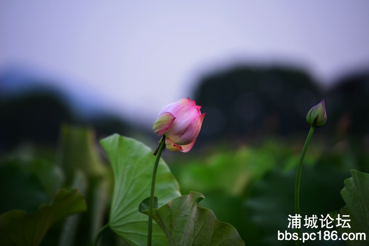 DSC_8835_1.JPG