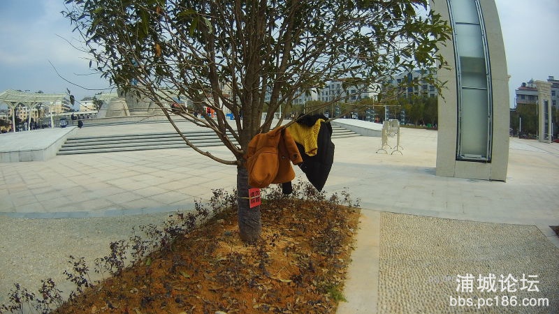 丹桂广场上市民随手将衣服挂在树枝上，不仅有碍观瞻，也损害了树木的生长（陈饶渊）.jpg
