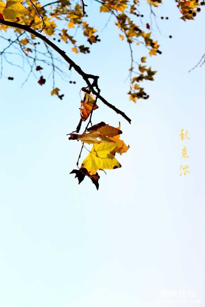 5T8no6NO665M.jpg