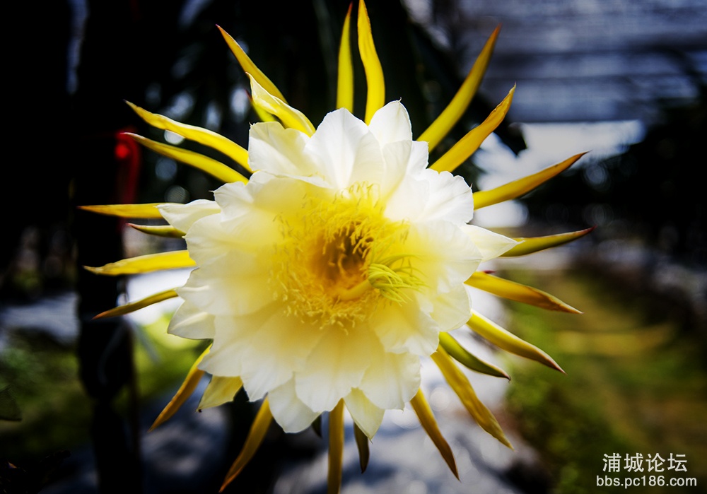 9.火龙果花开-柳良金摄.jpg