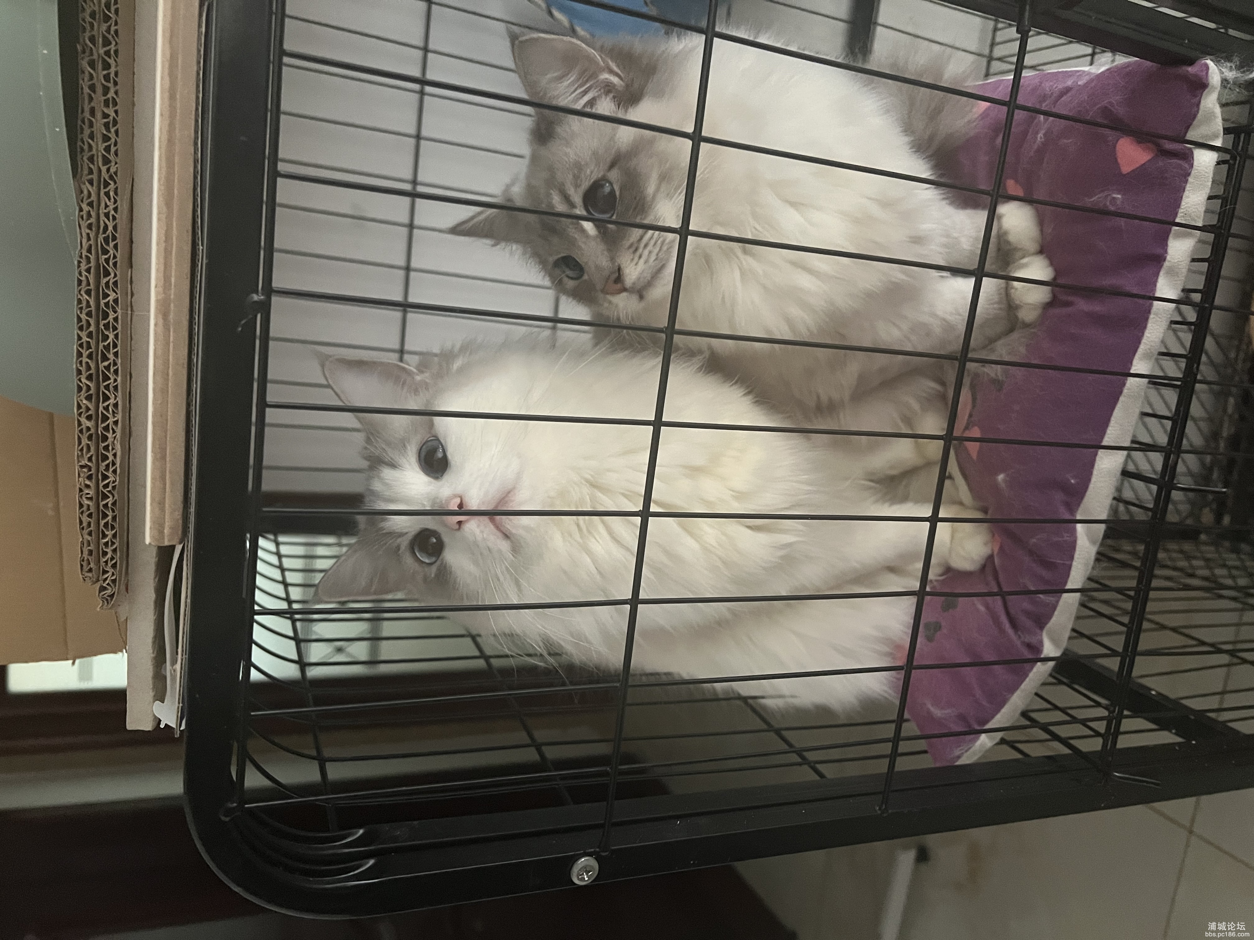 IMG_1012.jpeg