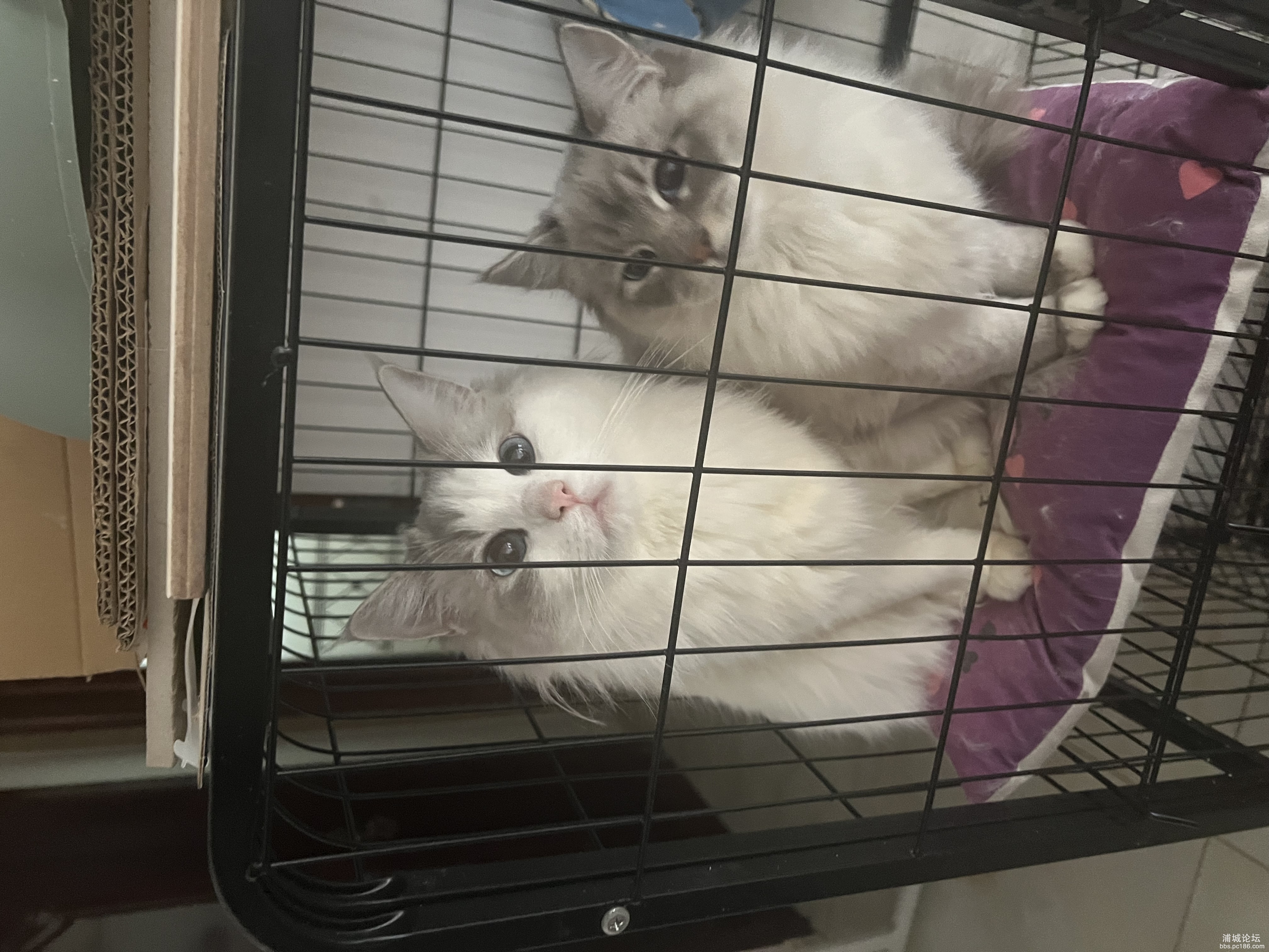 IMG_1011.jpeg